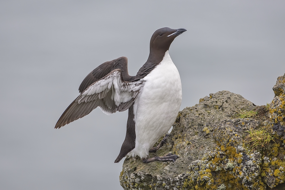 Thick-Billed Murre, Zapadni Cliffs, St. Paul Island, Alaska