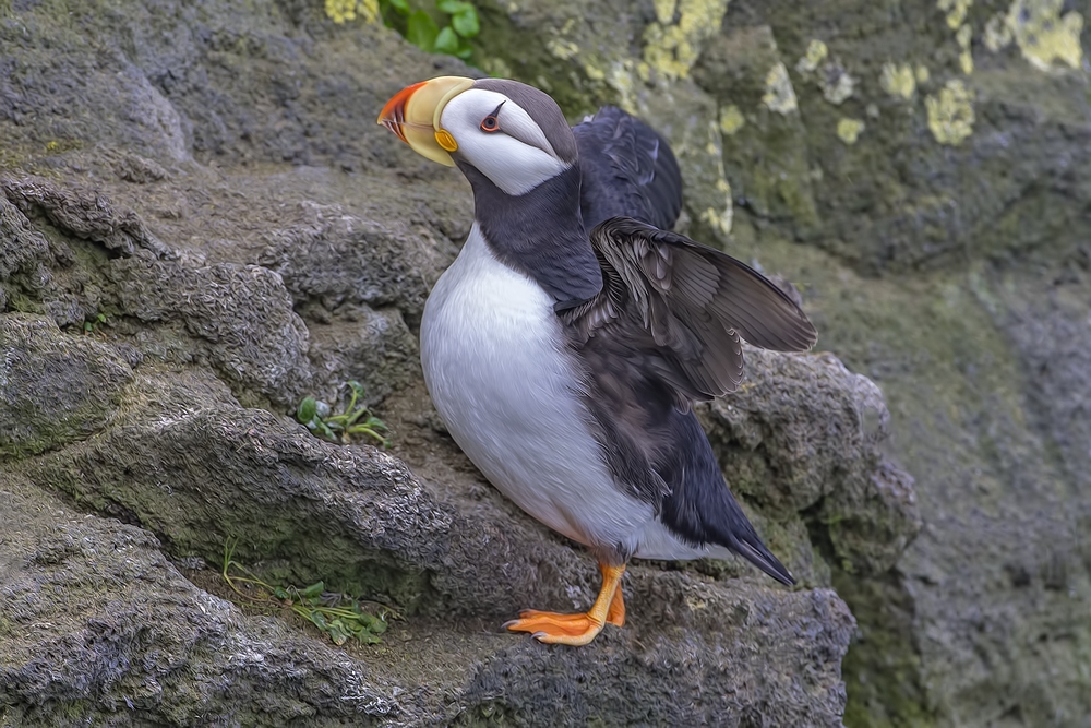 Horned Puffin, Zapadni Cliffs, St. Paul Island, Alaska