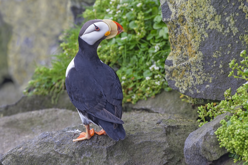 Horned Puffin, Zapadni Cliffs, St. Paul Island, Alaska