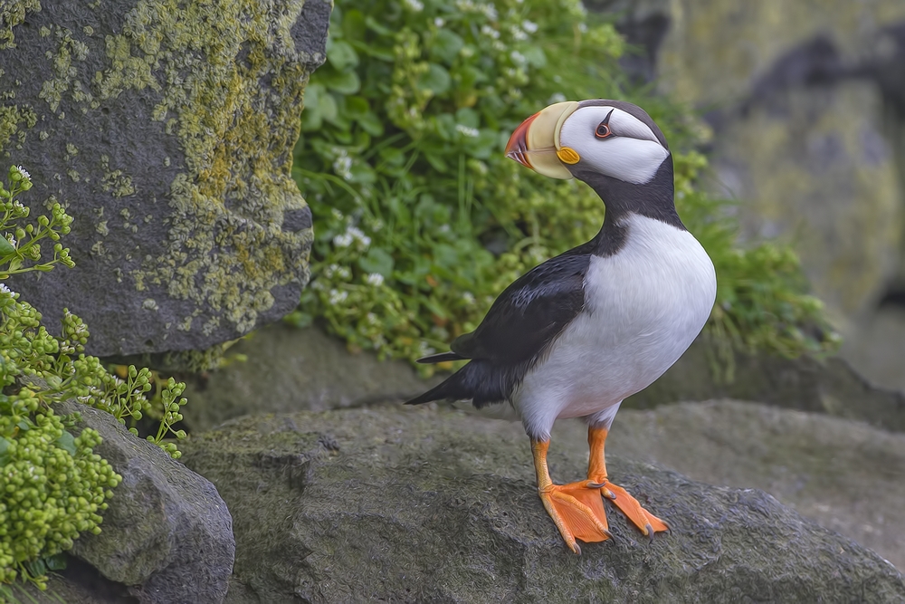 Horned Puffin, Zapadni Cliffs, St. Paul Island, Alaska