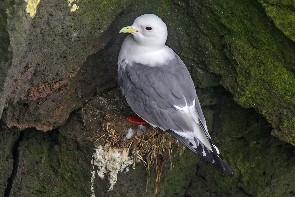 Red-Legged Kittiwake, Zapadni Cliffs, St. Paul Island, Alaska