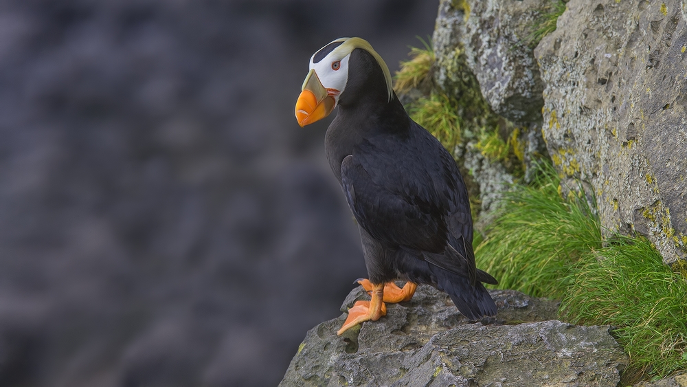 Tufted Puffin, Zapadni Cliffs, St. Paul Island, Alaska