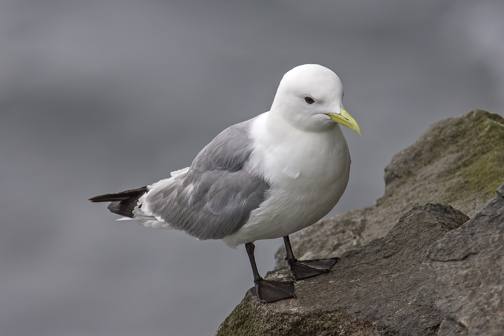 Black-Legged Kittiwake, Zapadni Cliffs, St. Paul Island, Alaska