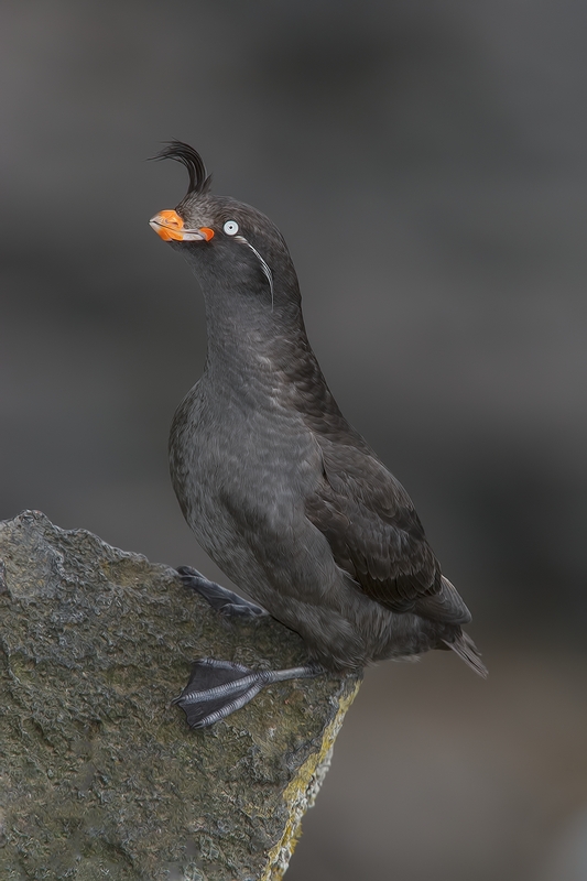 Crested Auklet, Zapadni Cliffs, St. Paul Island, Alaska