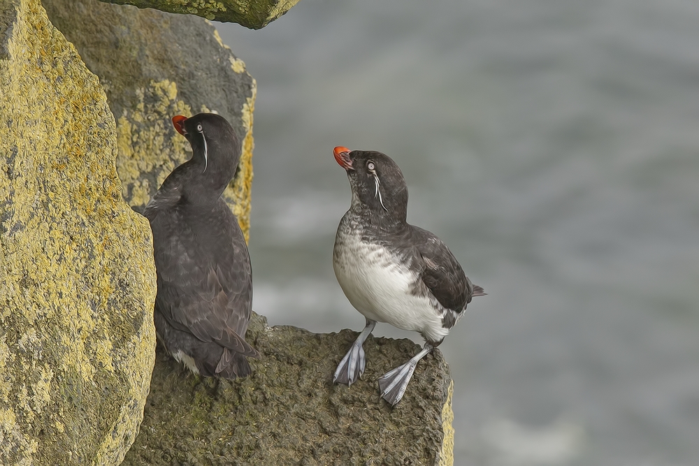 Parakeet Auklets, Reef Rookery Cliffs, St. Paul Island, Alaska