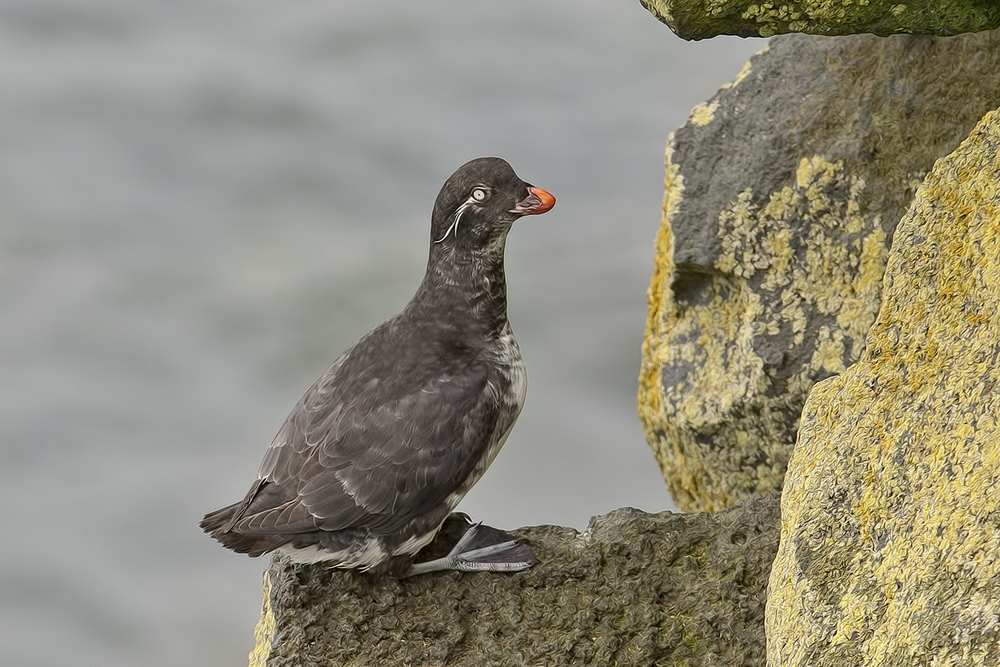 Parakeet Auklet, Reef Rookery Cliffs, St. Paul Island, Alaska