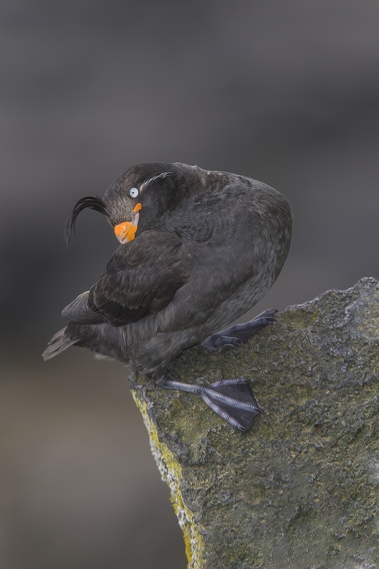 Crested Auklet, Zapadni Cliffs, St. Paul Island, Alaska