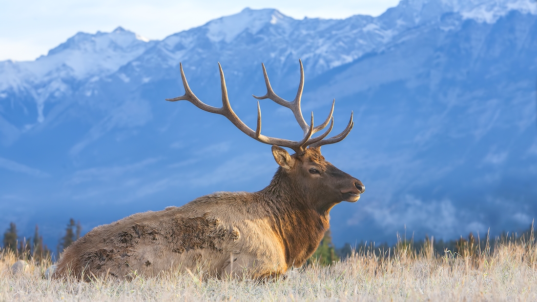 Rocky Mountain Elk (Bull), Jasper National Park, Alberta