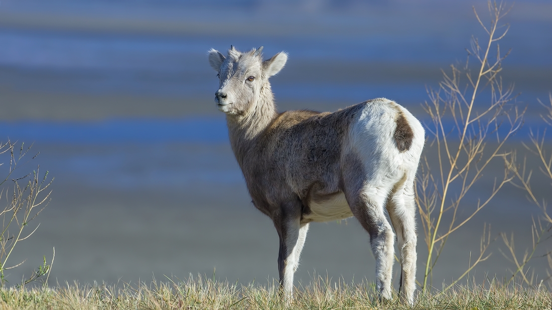 Bighorn Sheep (Juvenile), Jasper National Park, Alberta