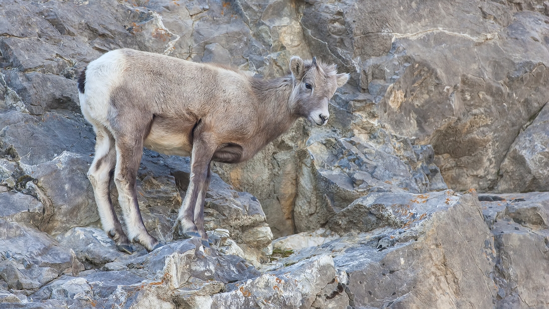 Bighorn Sheep (Juvenile), Jasper National Park, Alberta