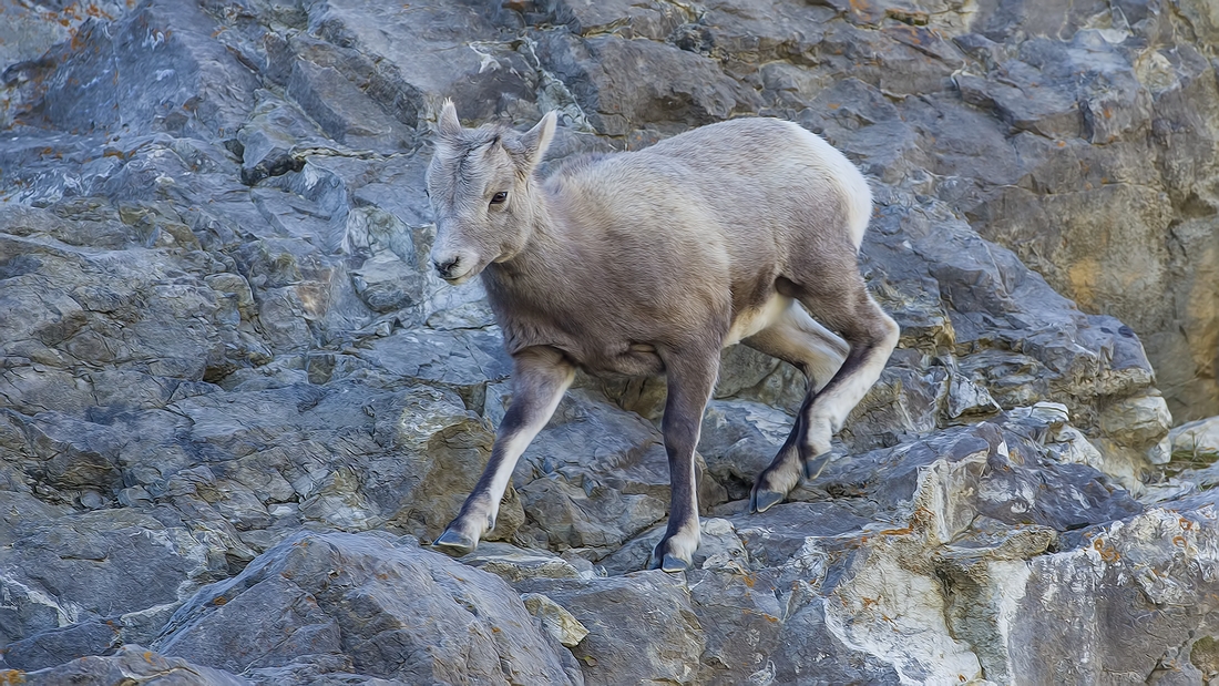 Bighorn Sheep (Juvenile), Jasper National Park, Alberta