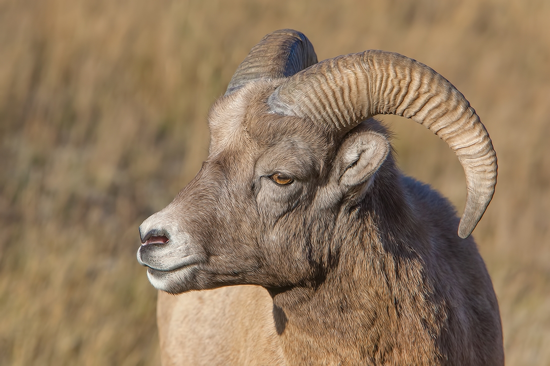 Bighorn Sheep (Male), Jasper National Park, Alberta