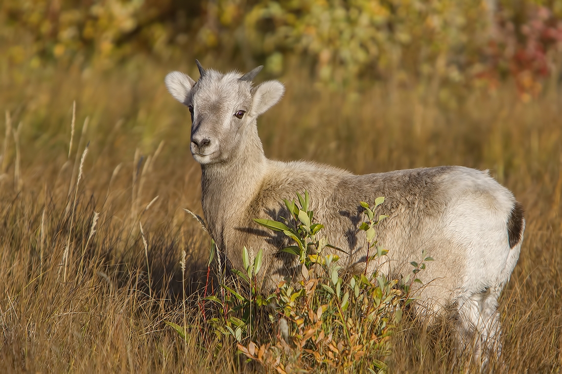 Bighorn Sheep (Juvenile), Jasper National Park, Alberta