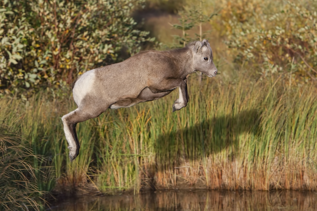 Bighorn Sheep (Juvenile), Jasper National Park, Alberta