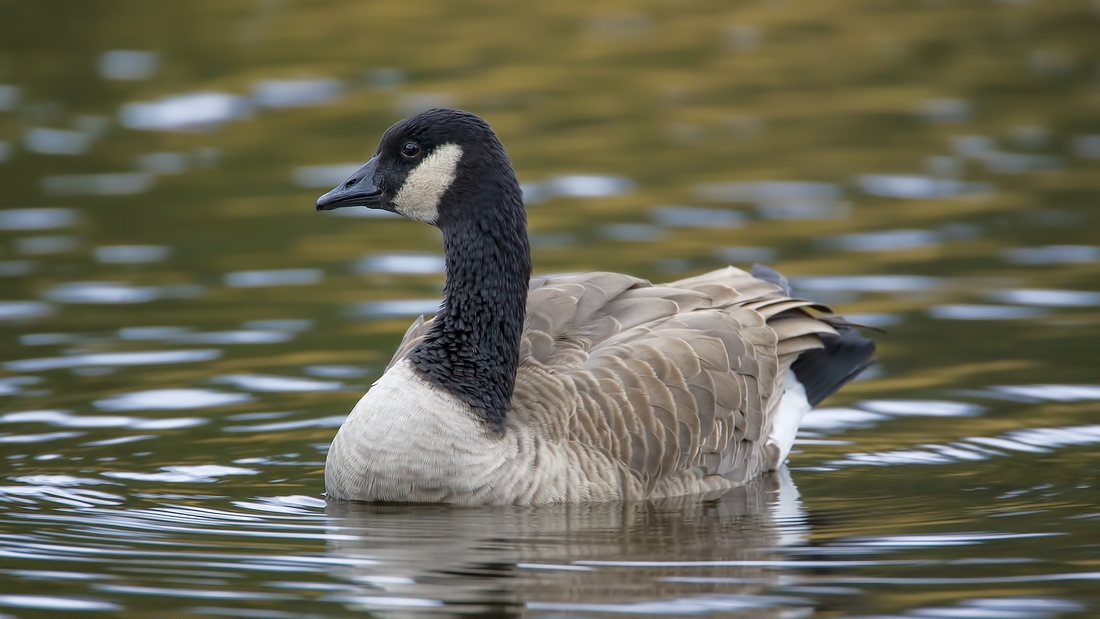 Canada Goose, Jasper National Park, Alberta