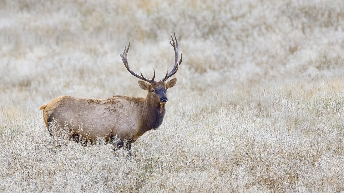 Rocky Mountain Elk (Bull), Jasper National Park, Alberta