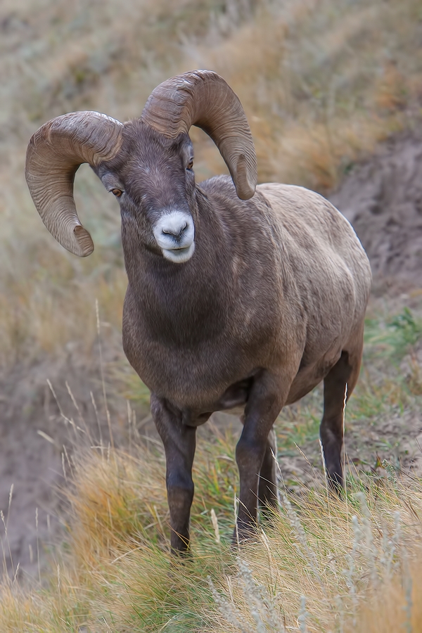 Bighorn Sheep (Male), Jasper National Park, Alberta