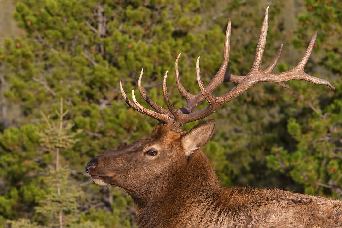 Rocky Mountain Elk (Bull), Jasper National Park, Alberta