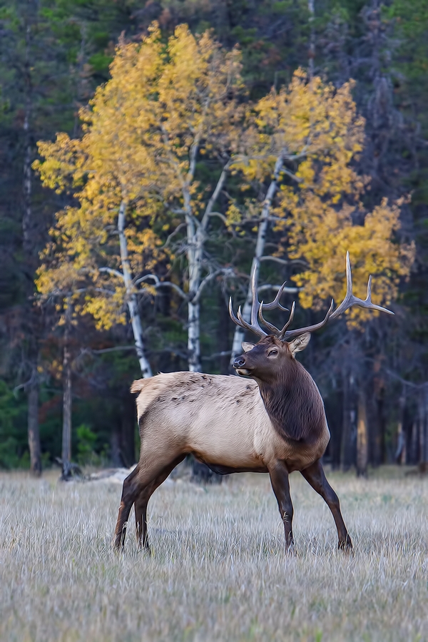 Rocky Mountain Elk (Bull), Jasper National Park, Alberta