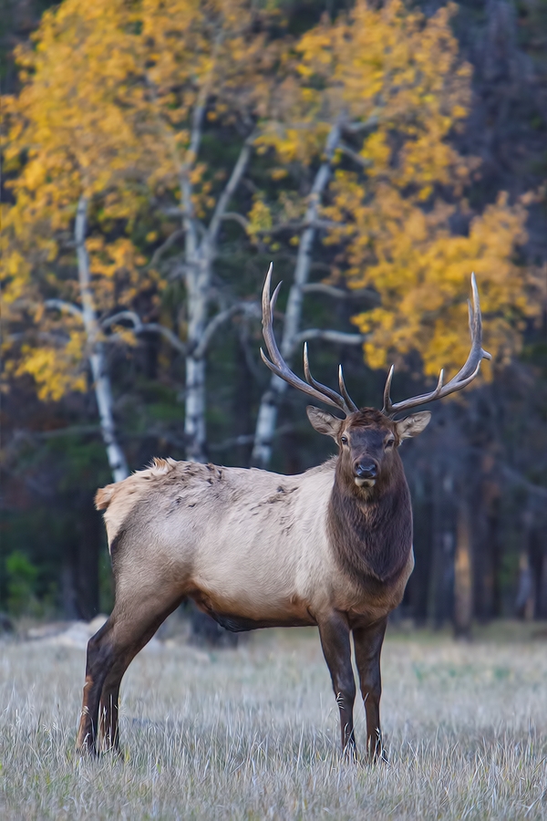 Rocky Mountain Elk (Bull), Jasper National Park, Alberta