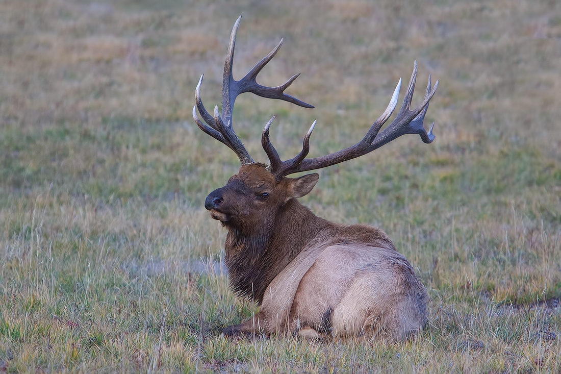 Rocky Mountain Elk (Bull), Jasper National Park, Alberta