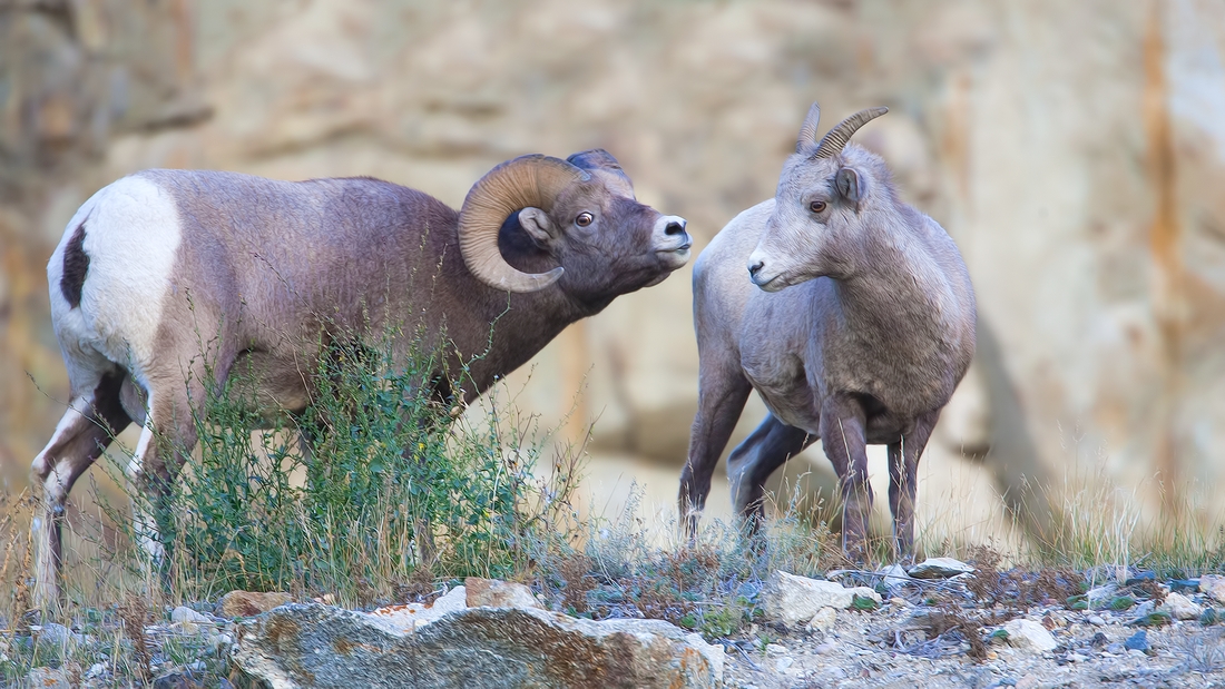 Bighorn Sheep (Male and Female), Jasper National Park, Alberta