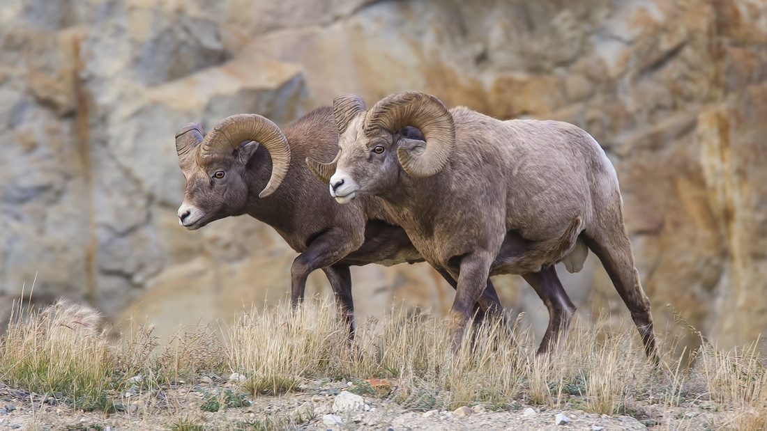 Bighorn Sheep (Male), Jasper National Park, Alberta