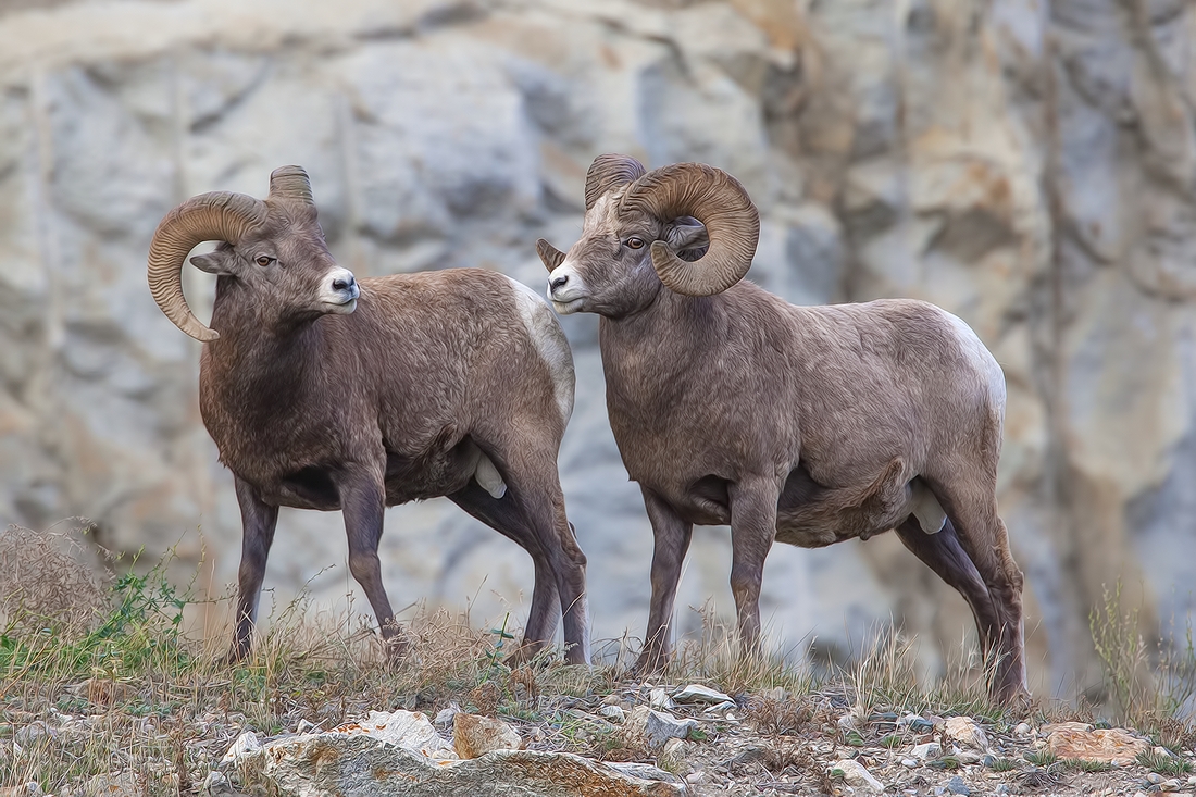 Bighorn Sheep (Male), Jasper National Park, Alberta