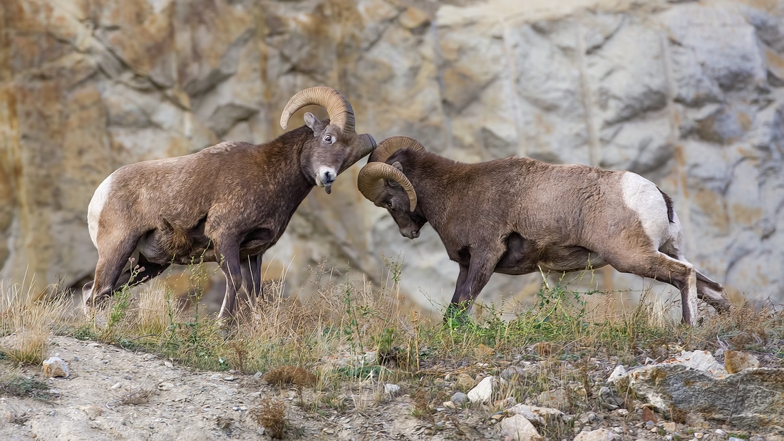 Bighorn Sheep (Male), Jasper National Park, Alberta