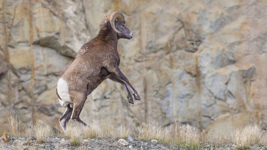 Bighorn Sheep (Male), Jasper National Park, Alberta