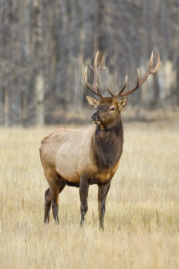 Rocky Mountain Elk (Bull), Jasper National Park, Alberta