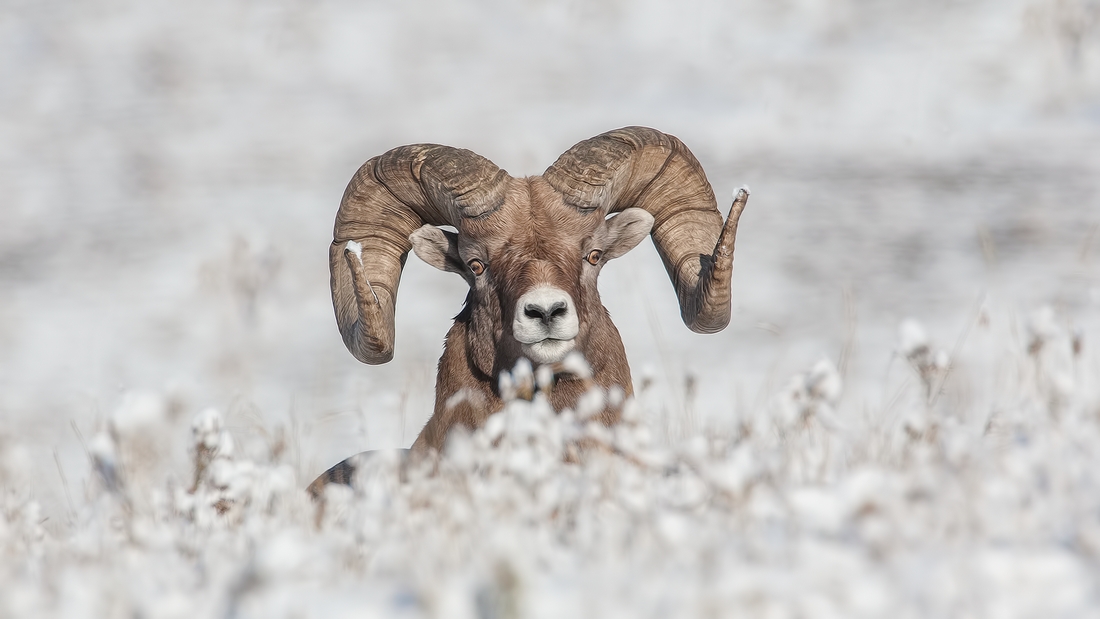 Bighorn Sheep (Male), Near Hinton, Alberta