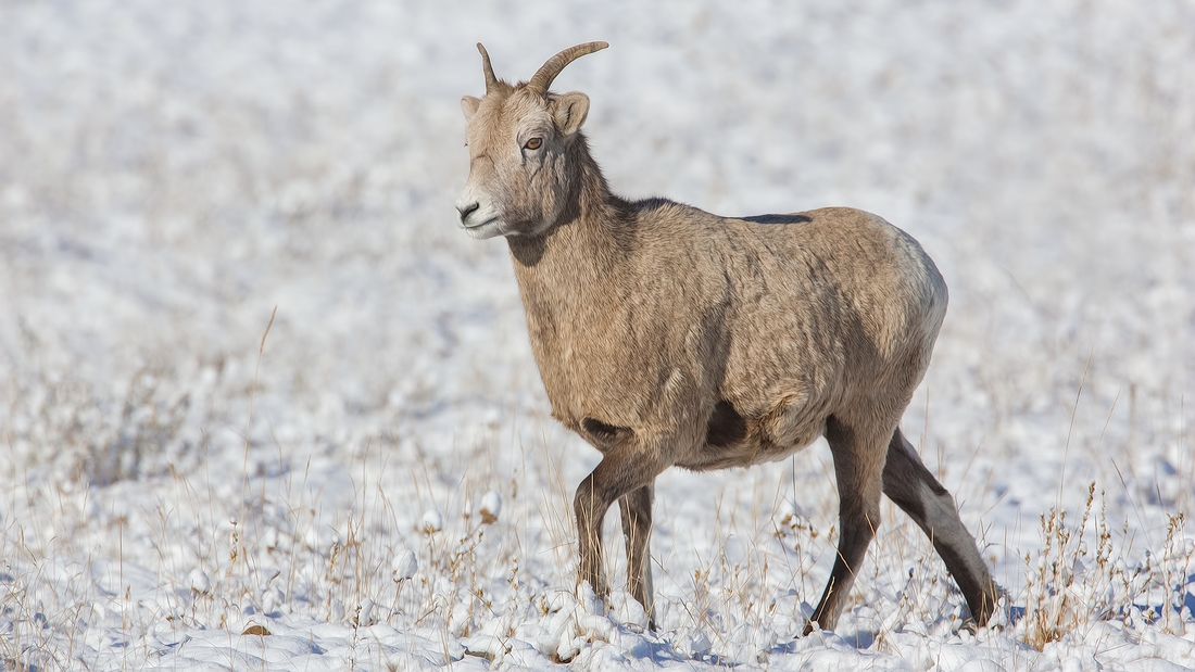 Bighorn Sheep (Female), Near Hinton, Alberta