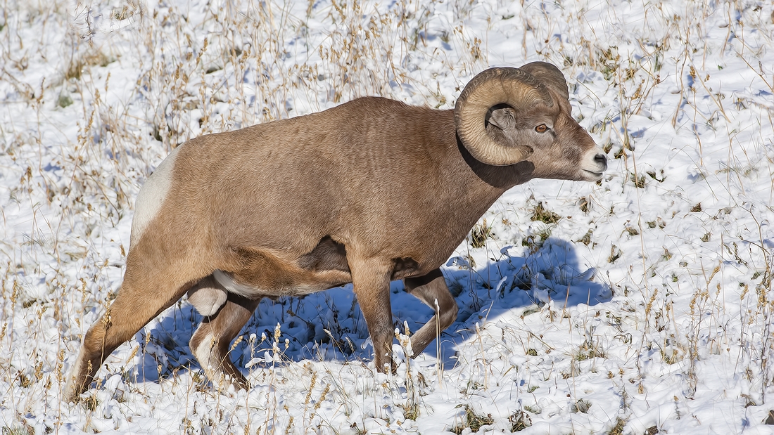 Bighorn Sheep (Male), Near Hinton, Alberta