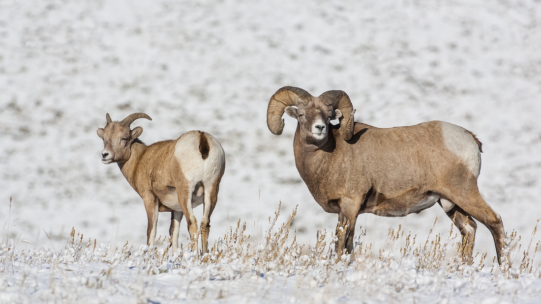 Bighorn Sheep (Male), Near Hinton, Alberta