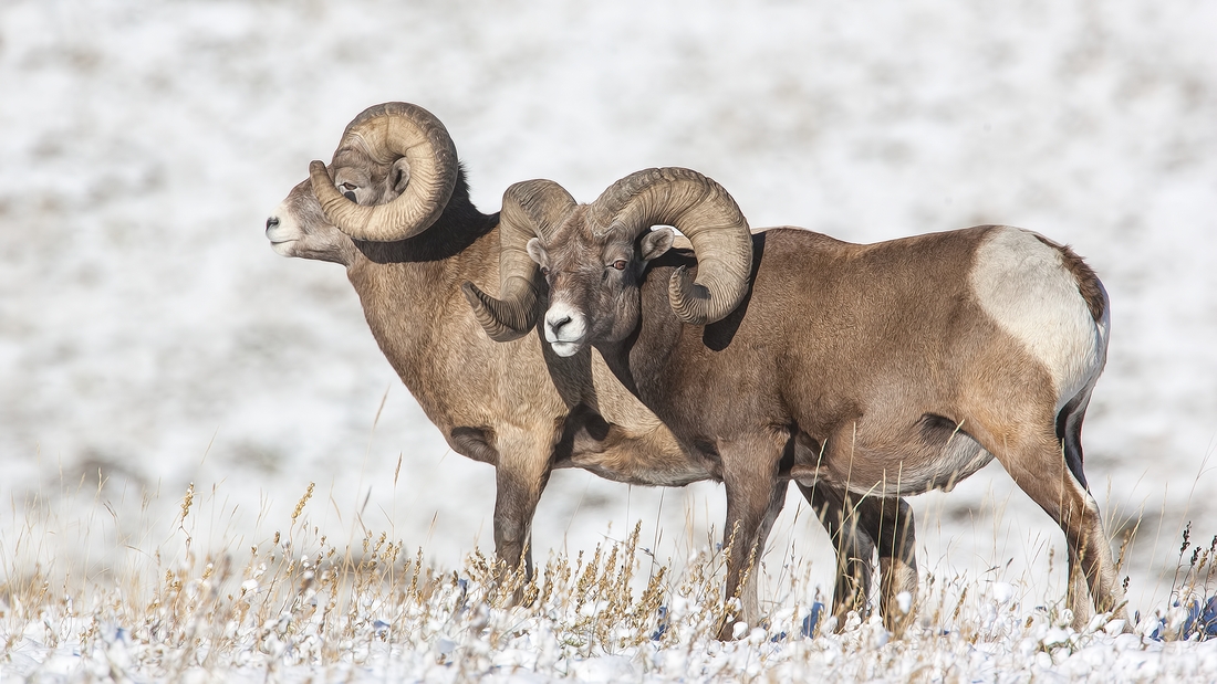 Bighorn Sheep (Male), Near Hinton, Alberta