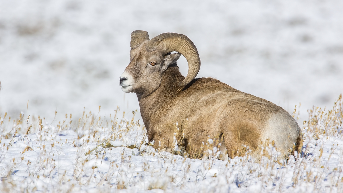 Bighorn Sheep (Male), Near Hinton, Alberta