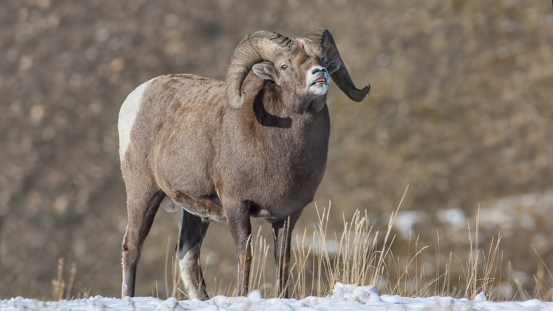 Bighorn Sheep (Male), Near Hinton, Alberta