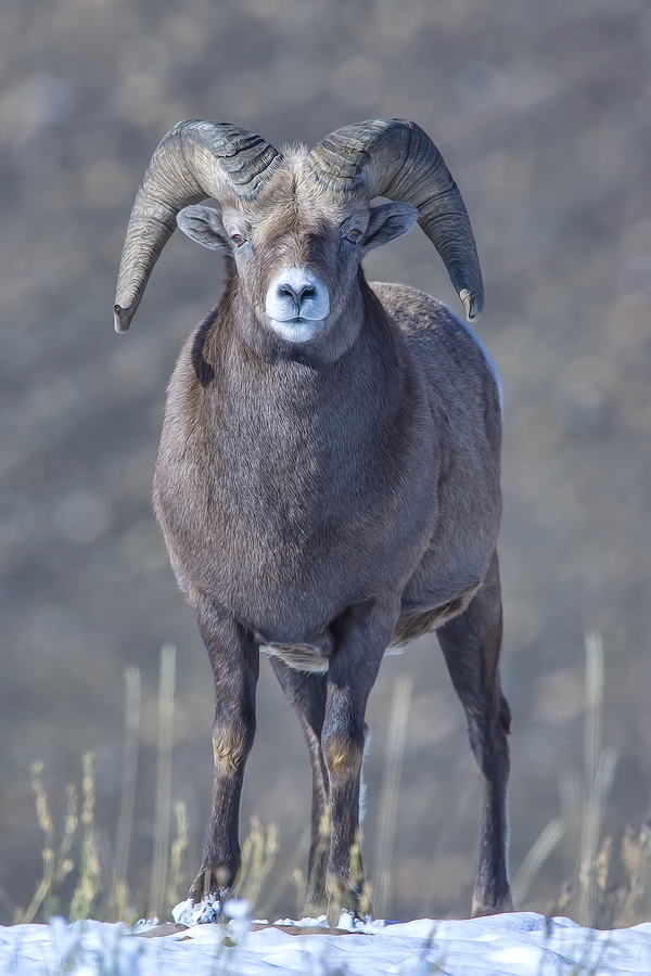 Bighorn Sheep (Male), Near Hinton, Alberta