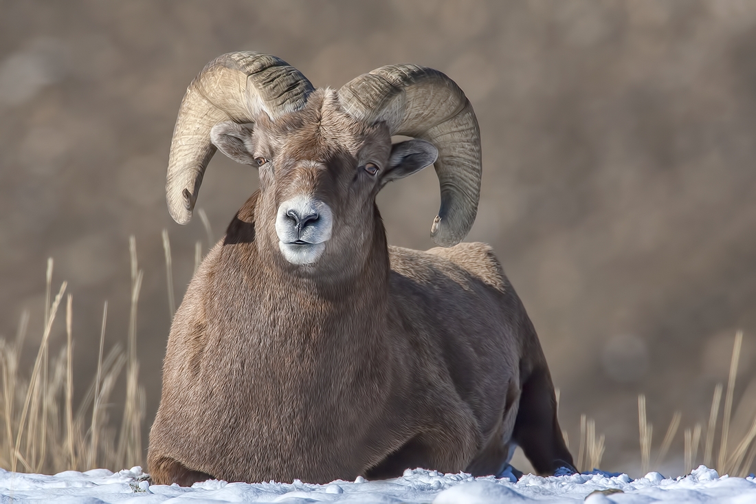 Bighorn Sheep (Male), Near Hinton, Alberta