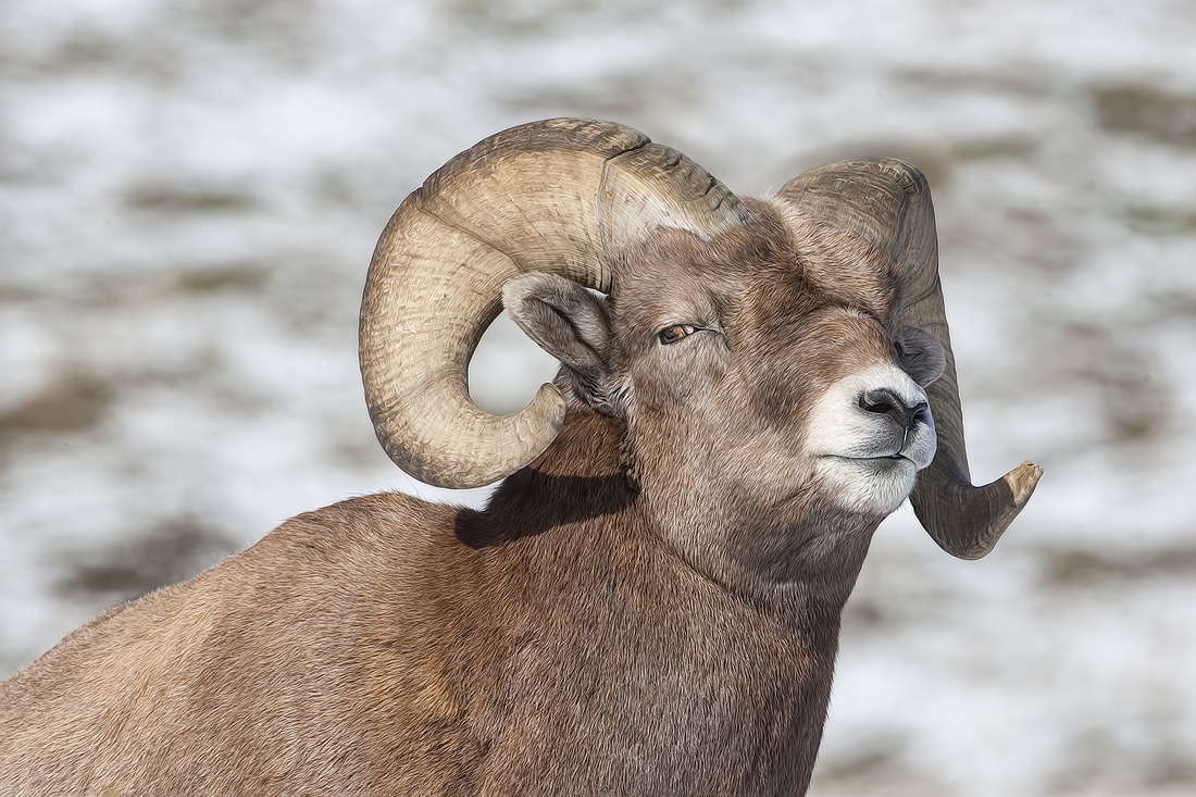 Bighorn Sheep (Male), Near Hinton, Alberta