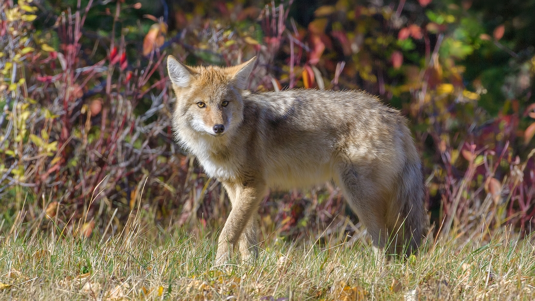 Coyote, Near Hinton, Alberta