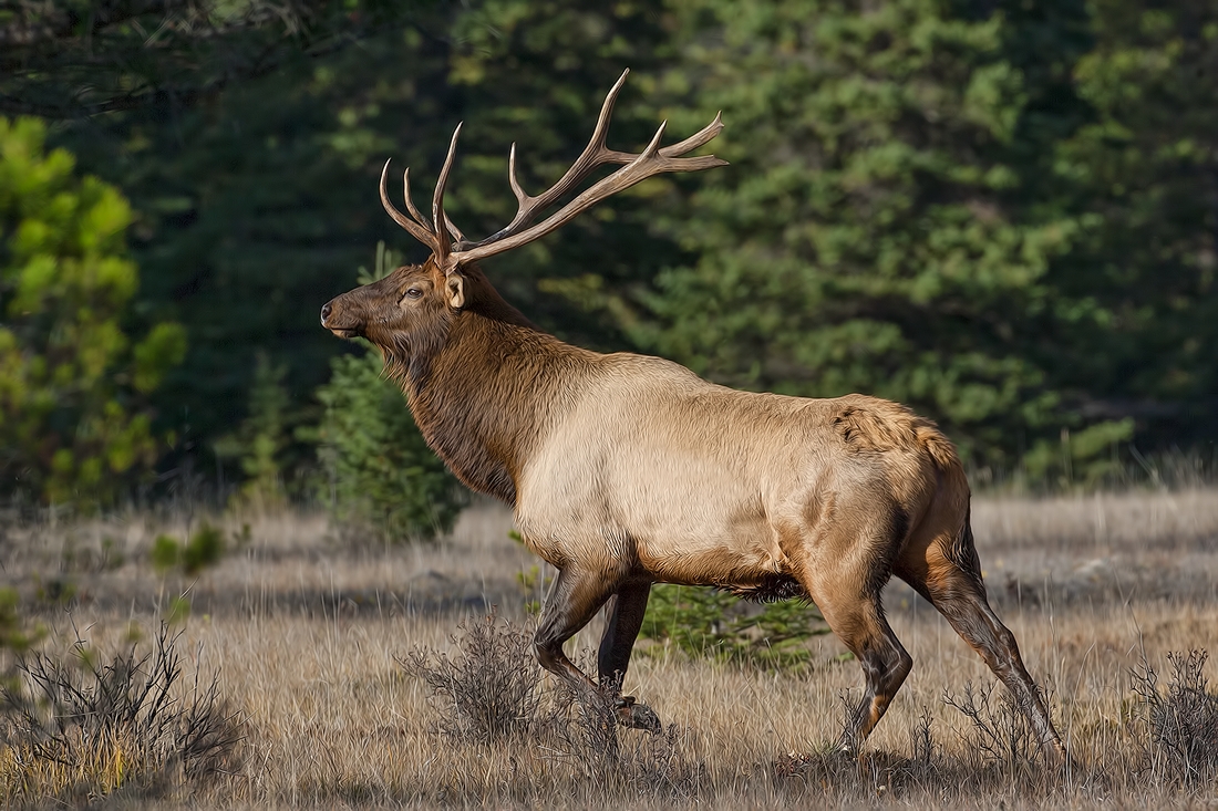 Rocky Mountain Elk (Bull), Jasper National Park, Alberta