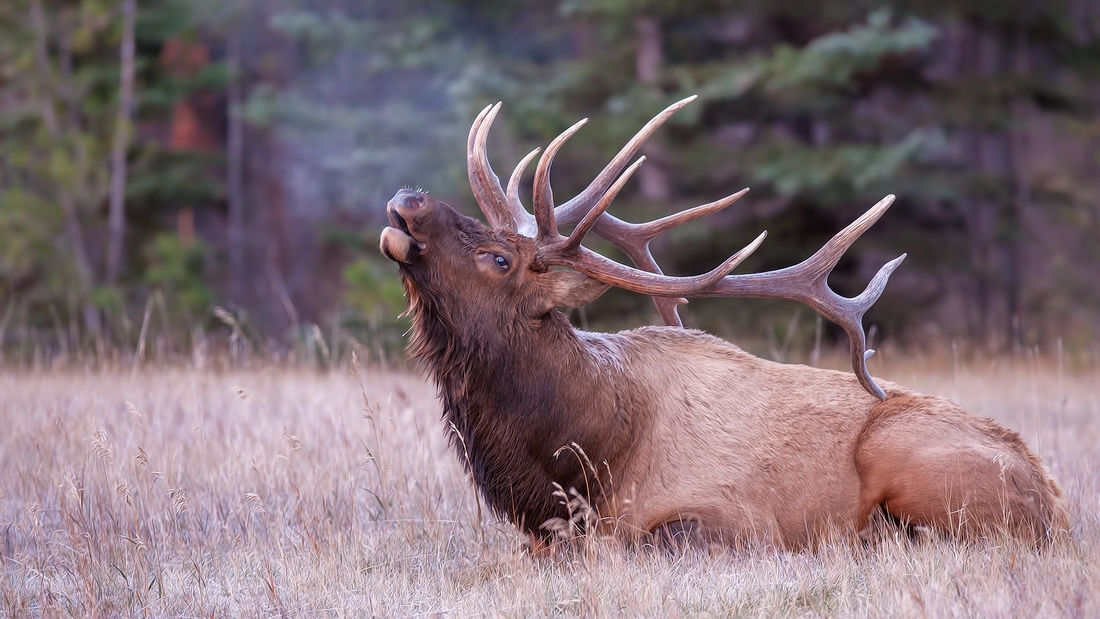 Rocky Mountain Elk (Bull), Jasper National Park, Alberta