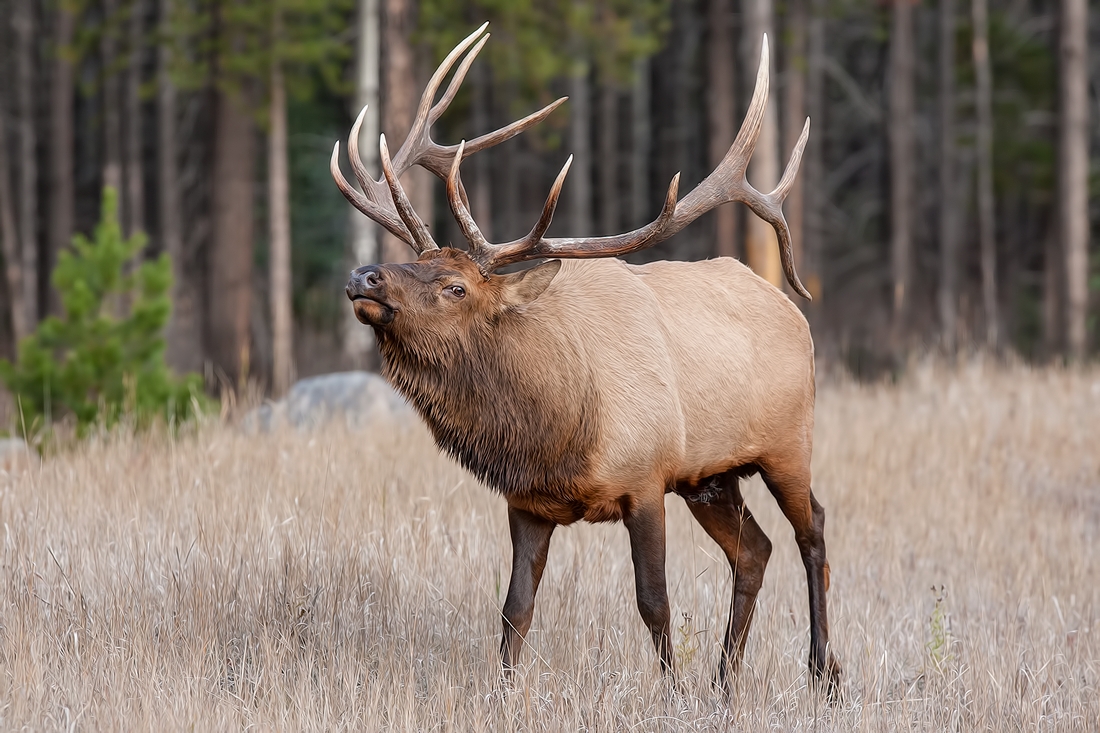 Rocky Mountain Elk (Bull), Jasper National Park, Alberta