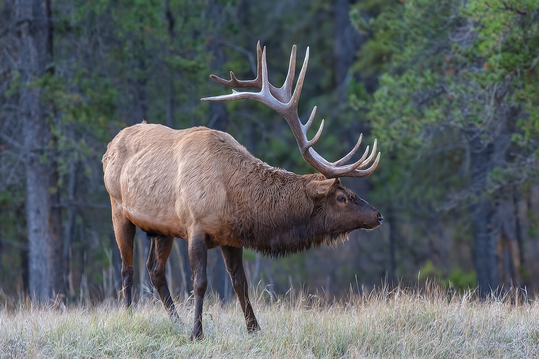 Rocky Mountain Elk (Bull), Jasper National Park, Alberta