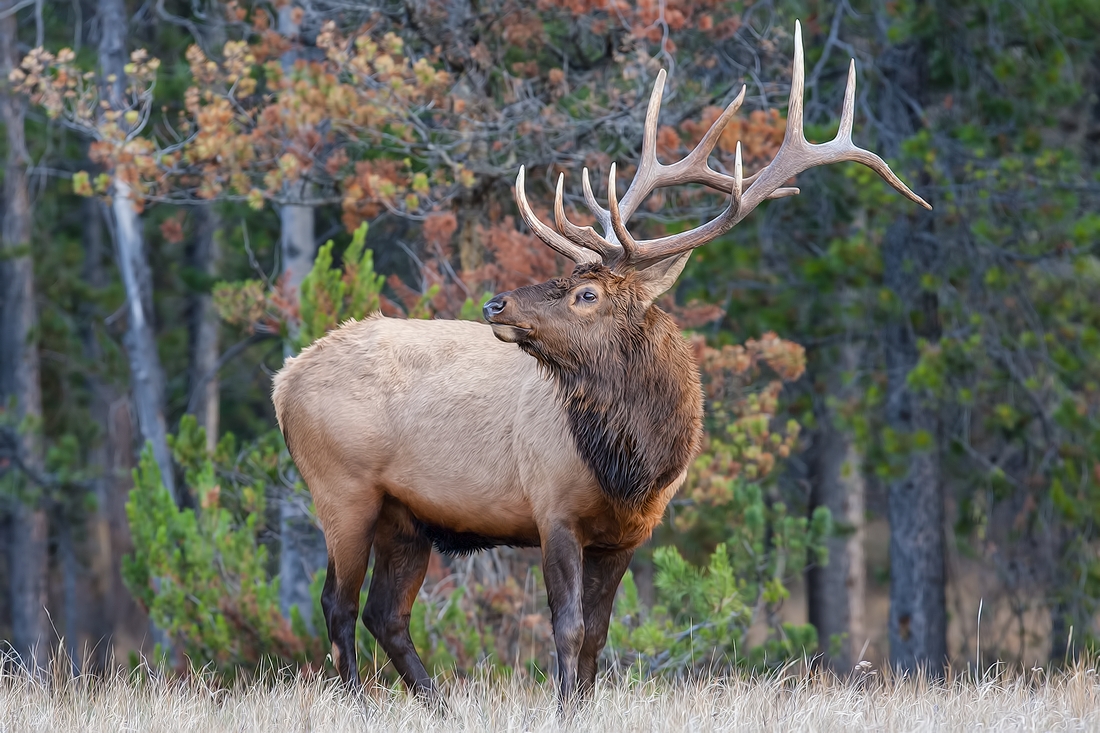 Rocky Mountain Elk (Bull), Jasper National Park, Alberta