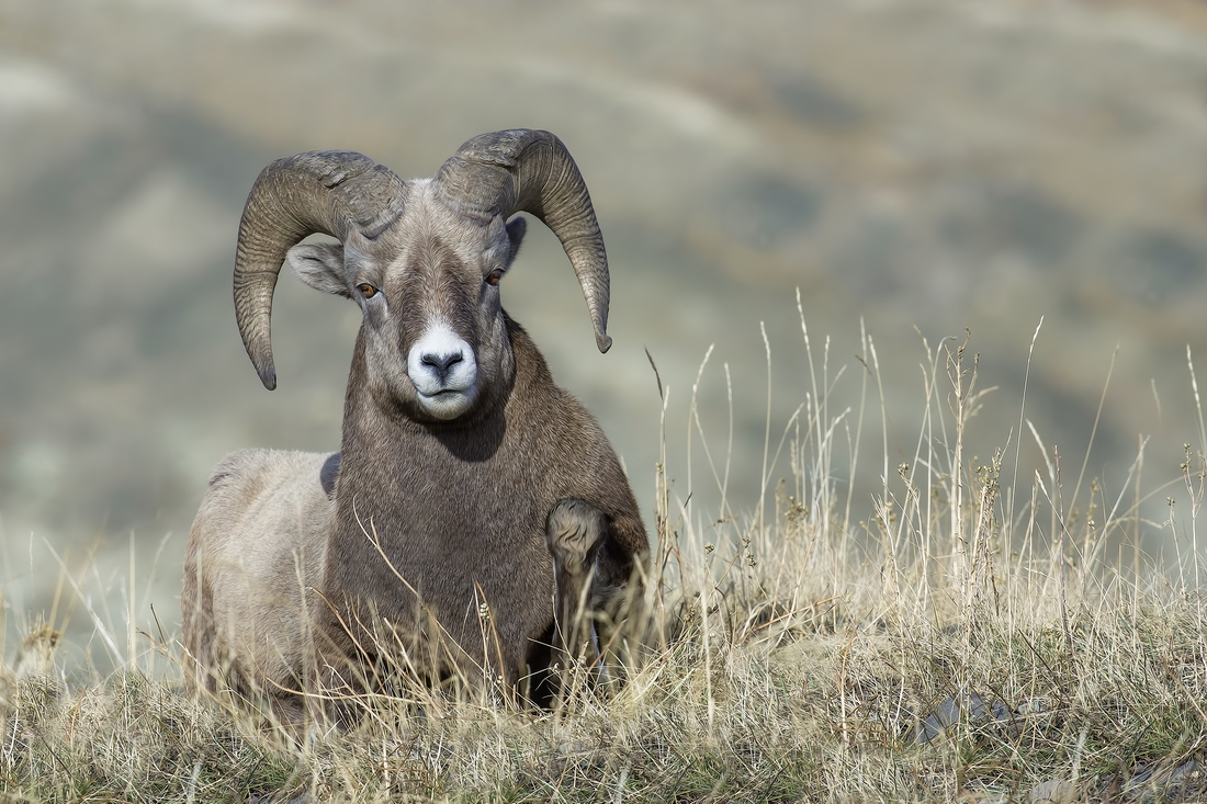 Bighorn Sheep (Male), Near Hinton, Alberta