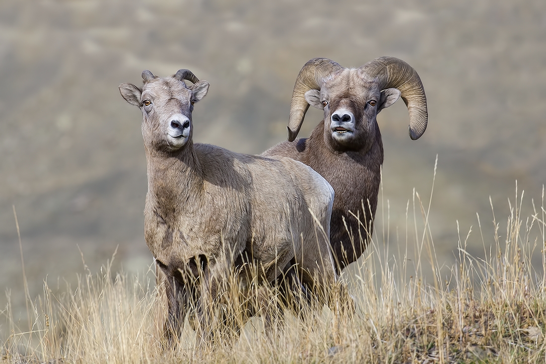 Bighorn Sheep (Female and Male), Near Hinton, Alberta