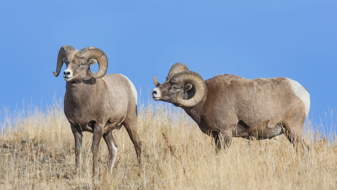 Bighorn Sheep (Male), Near Hinton, Alberta